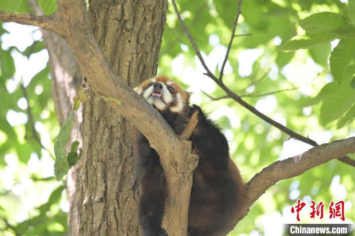 西安秦嶺野生動(dòng)物園里的小熊貓?！∥靼睬貛X野生動(dòng)物園供圖